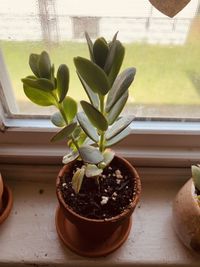 Close-up of potted plant on window sill at home