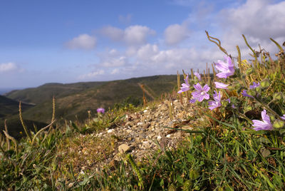 Close-up of purple flowering plants on field against sky