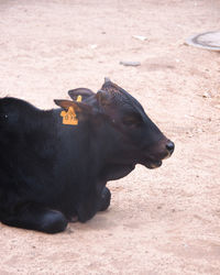 Side view of a horse on field