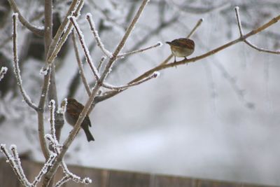 Close-up of bird perching on snow
