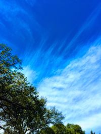 Low angle view of trees against blue sky