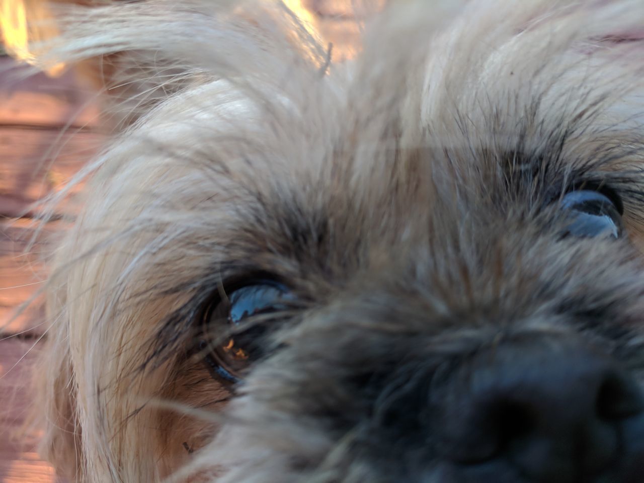 CLOSE-UP PORTRAIT OF A DOG OUTDOORS