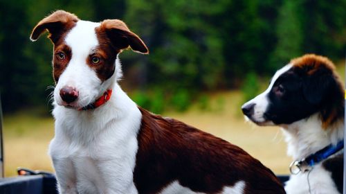 Portrait of dog