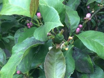 Close-up of green leaves on plant