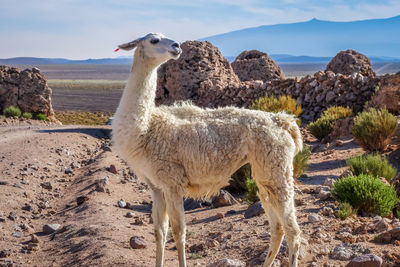 Sheep standing on a land