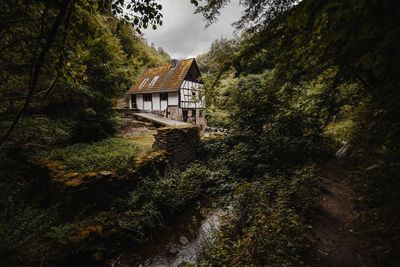 House amidst trees and plants in forest