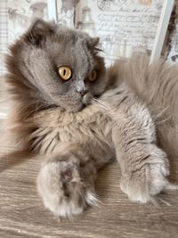 Close-up portrait of a cat