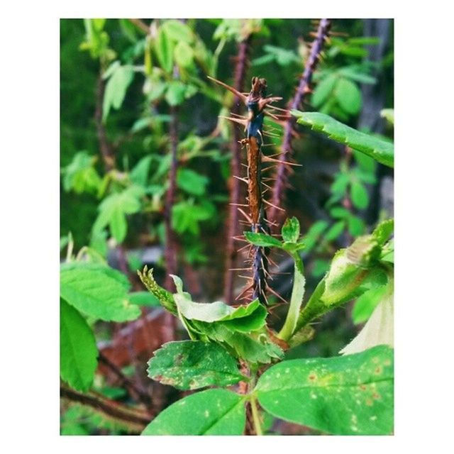 transfer print, leaf, auto post production filter, plant, growth, close-up, insect, green color, wildlife, one animal, focus on foreground, nature, animal themes, stem, animals in the wild, selective focus, fragility, day, freshness, beauty in nature