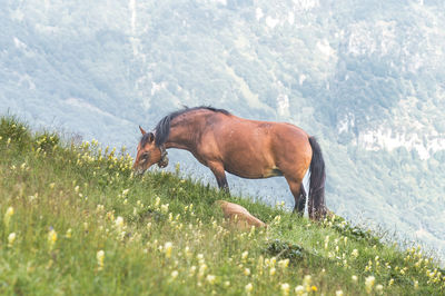 Horse grazing on field