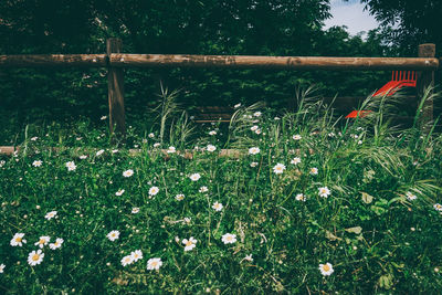 Scenic view of flowering plants on field