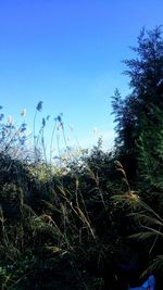 Low angle view of plants on field against clear blue sky