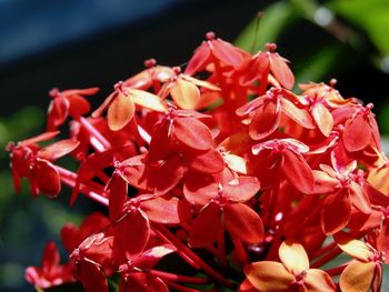 Close-up of red flower