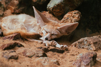 View of a cat resting on rock