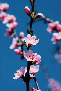 Low angle view of pink flowers