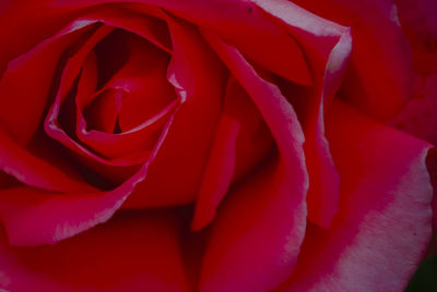Close-up of red rose
