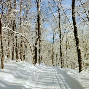Bare trees on snow covered landscape