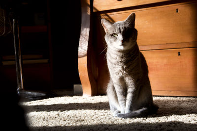 Portrait of a cat looking away at home