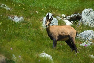 Side view of wild goat on field