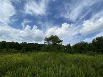 Scenic view of trees on field against sky