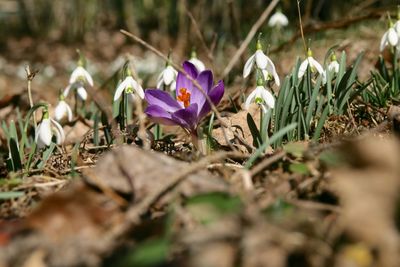 Close-up of purple crocus flowers on field