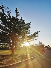 Sunlight streaming through trees against clear sky