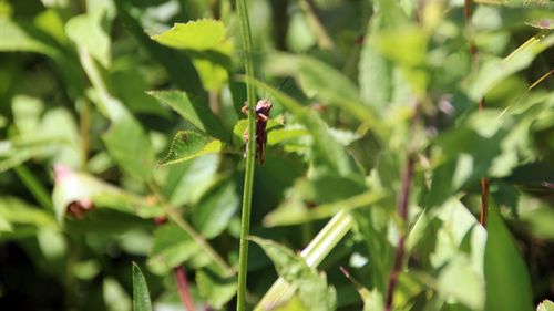 Close-up of grasshopper on plant