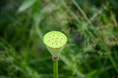 Close-up of fresh green plant