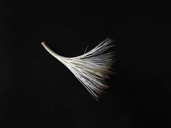 Close-up of feather against black background