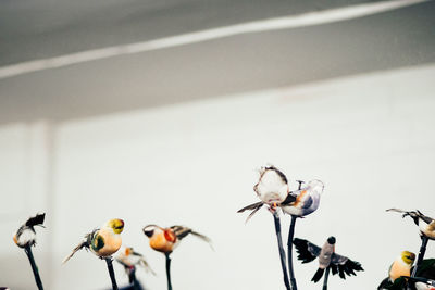 Low angle view of taxidermy birds against white curtain