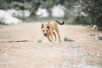 Dog running in a field