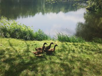 Scenic view of turtle in water