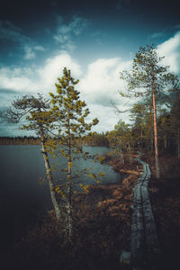 Scenic view of forest against sky