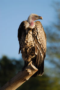 Close-up of owl perching against sky