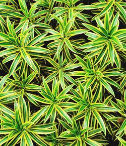 Full frame shot of green plants