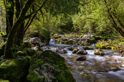 Stream flowing through rocks in forest