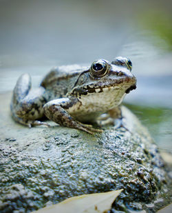 Close-up of frog on rock