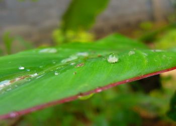 Close-up of raindrops on leaves