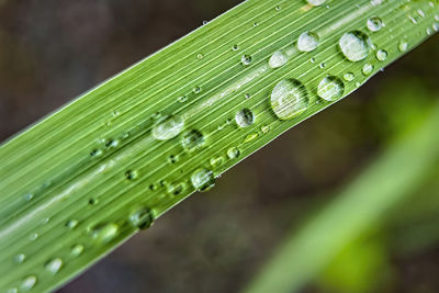 Close-up of raindrops on green leaves