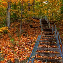 Steps amidst trees in forest during autumn