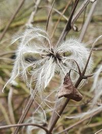 Close-up of wilted flower