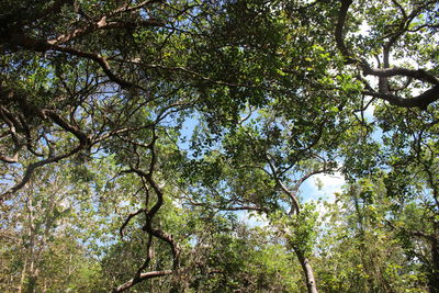 Low angle view of trees in forest against sky