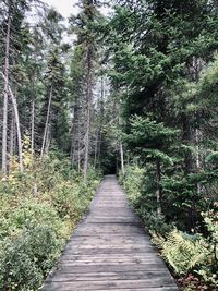 Boardwalk amidst trees in forest