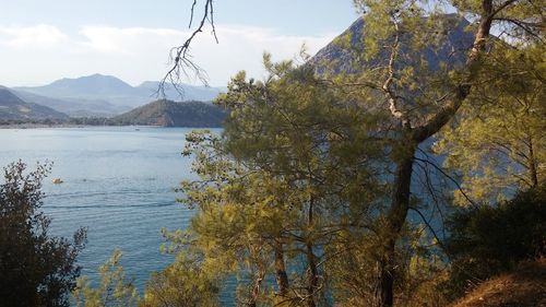 Scenic view of lake by trees against sky