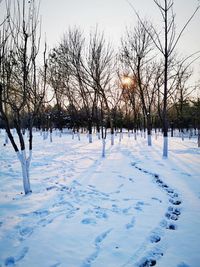 Bare trees on snow covered field against sky