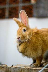 Close-up of a rabbit