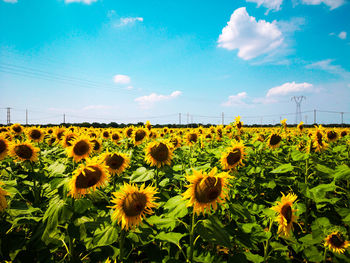 Scenic view of sunflower field against sky