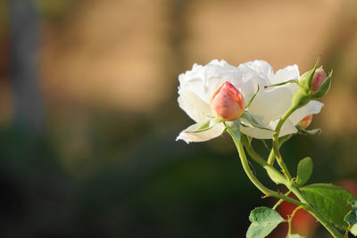 Close-up of blooming white roses by natural light