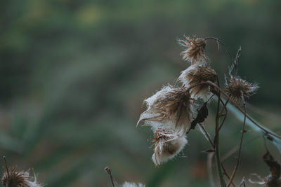 Close-up of wilted plant