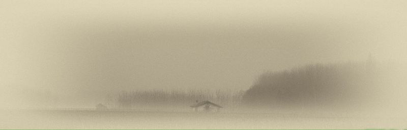 Trees in foggy weather