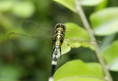 Close-up of dragonfly on leaf